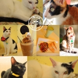 呷飽祙【新北三重･野喵中途咖啡】喵星人左擁右抱用餐